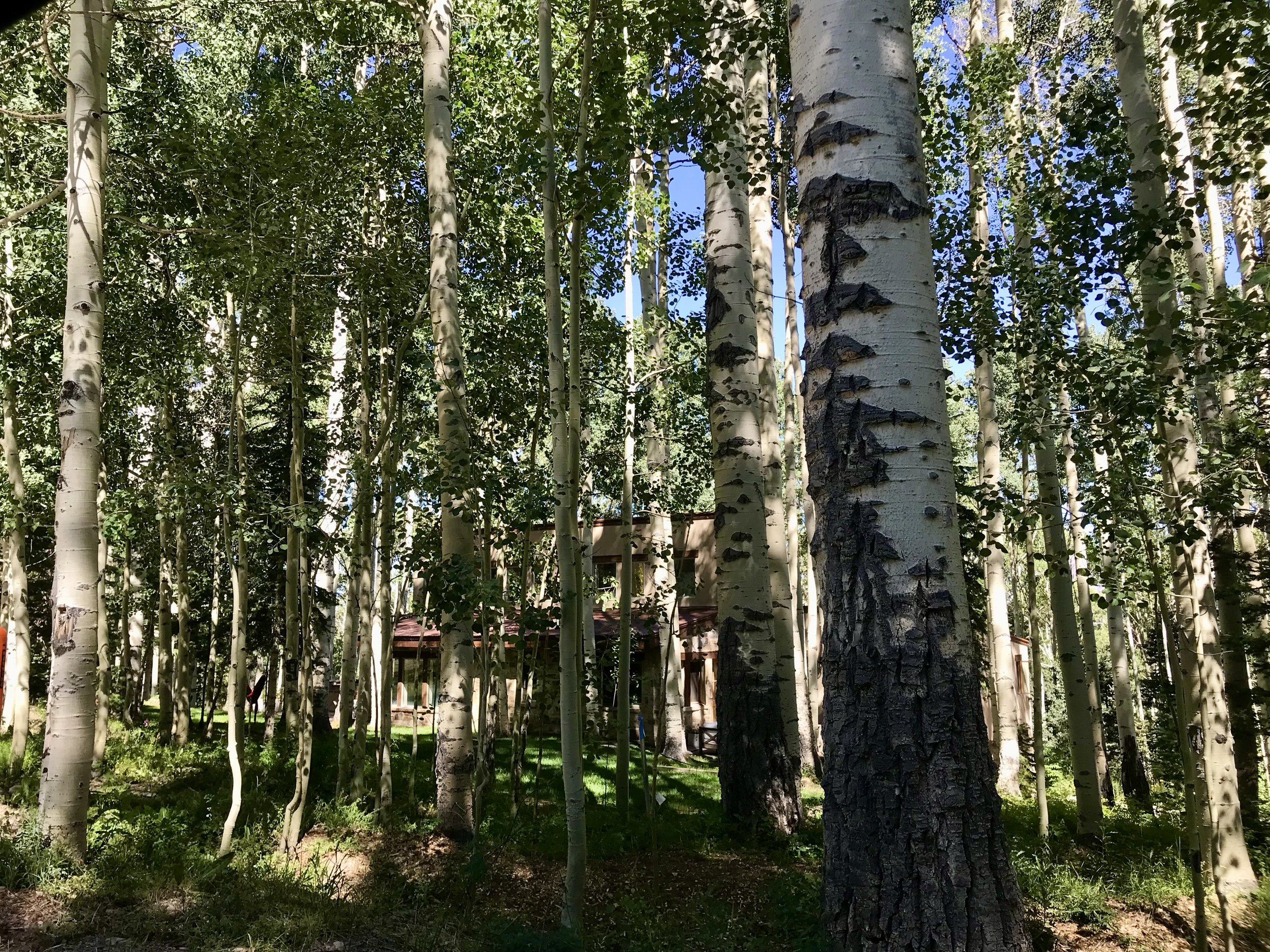 A dense forest of tall aspen trees with white bark and green leaves. Sunlight filters through the canopy, casting shadows on the ground. A wooden structure with a maroon roof is partially visible among the trees.