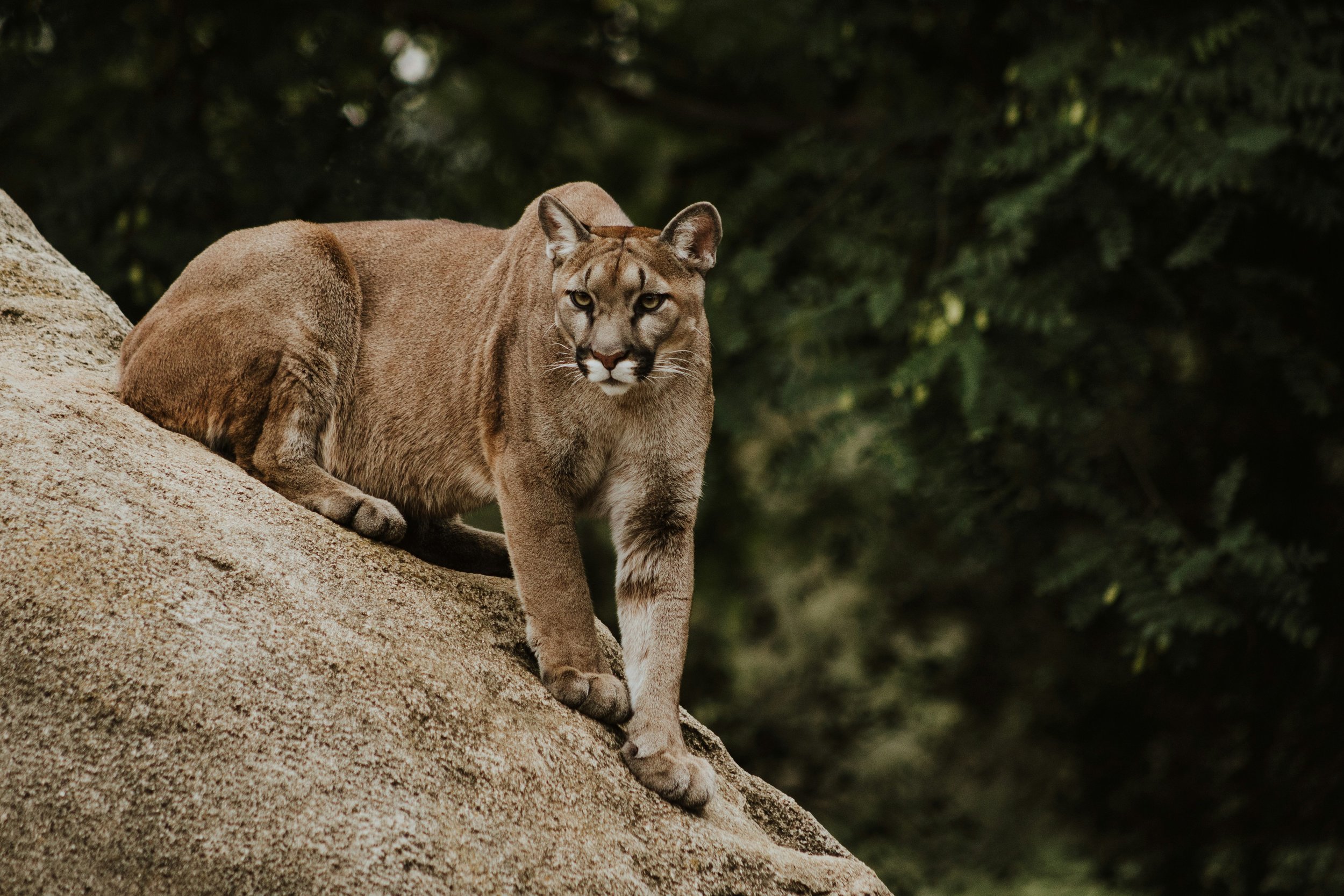 Un puma descansa sobre una gran roca, con la mirada dirigida hacia delante. El fondo está lleno de exuberante follaje verde, creando un entorno natural. El cuerpo musculoso del puma es visible, resaltando su fuerza y gracia.