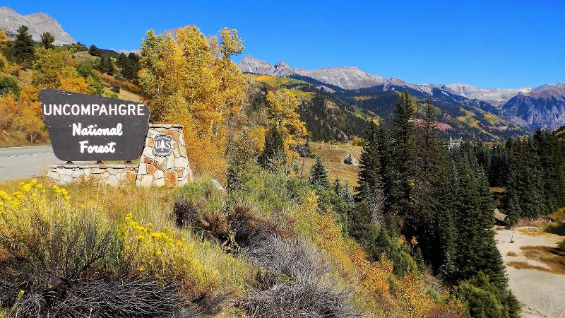 Sign reading Uncompahgre National Forest beside a road, surrounded by vibrant autumn foliage. Evergreen trees and mountainous landscape are visible in the background under a clear blue sky.